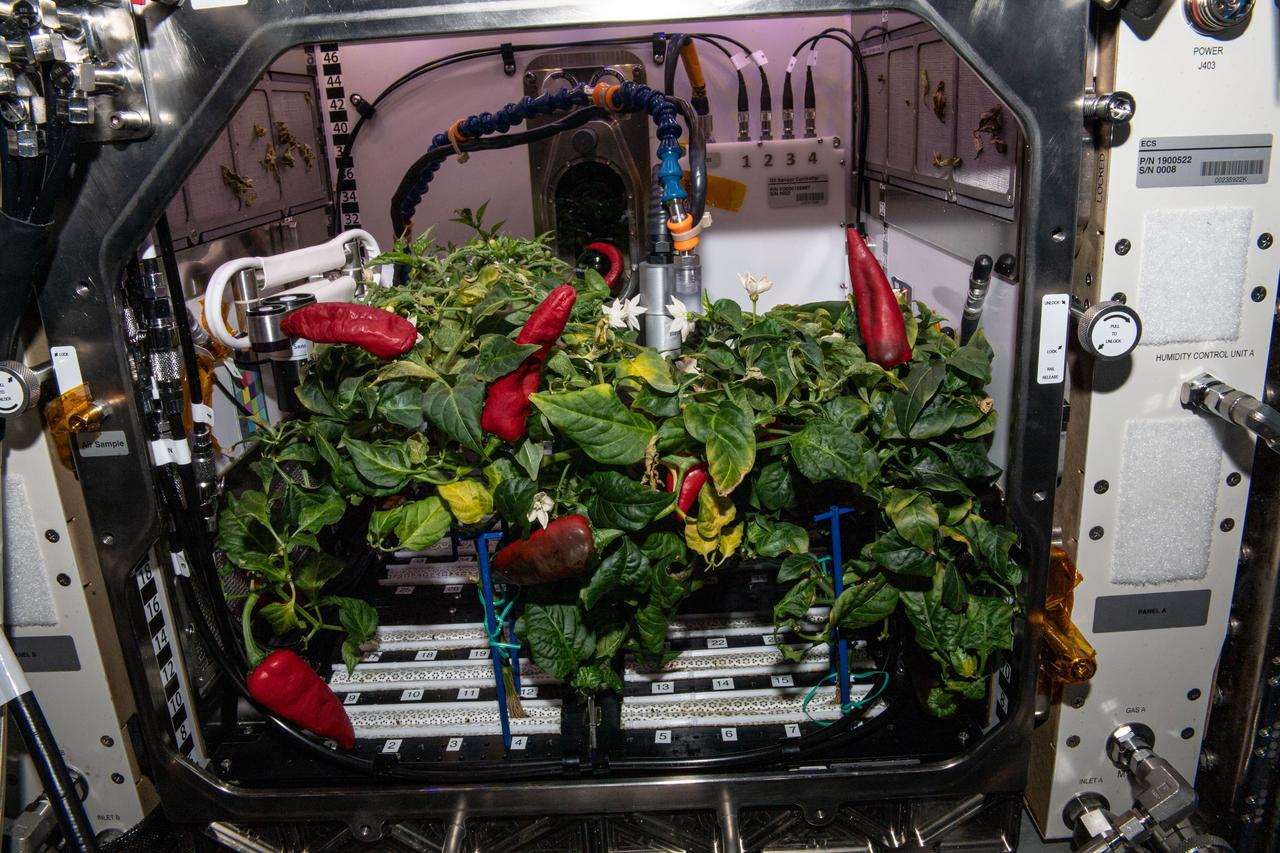 iss066e083265 (Nov. 26, 2021) --- Fresh chile peppers are pictured growing inside the International Space Station's Advanced Plant Habitat shortly before being harvested.