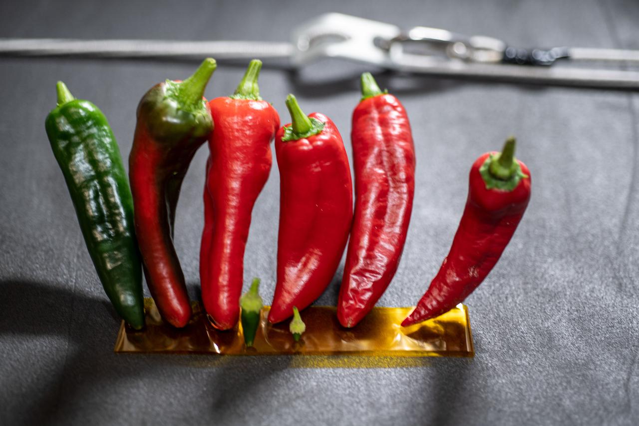 iss066e083338 (Nov. 26, 2021) --- Fresh chile peppers are displayed aboard the International Space Station after being harvested from inside the Advanced Plant Habitat.