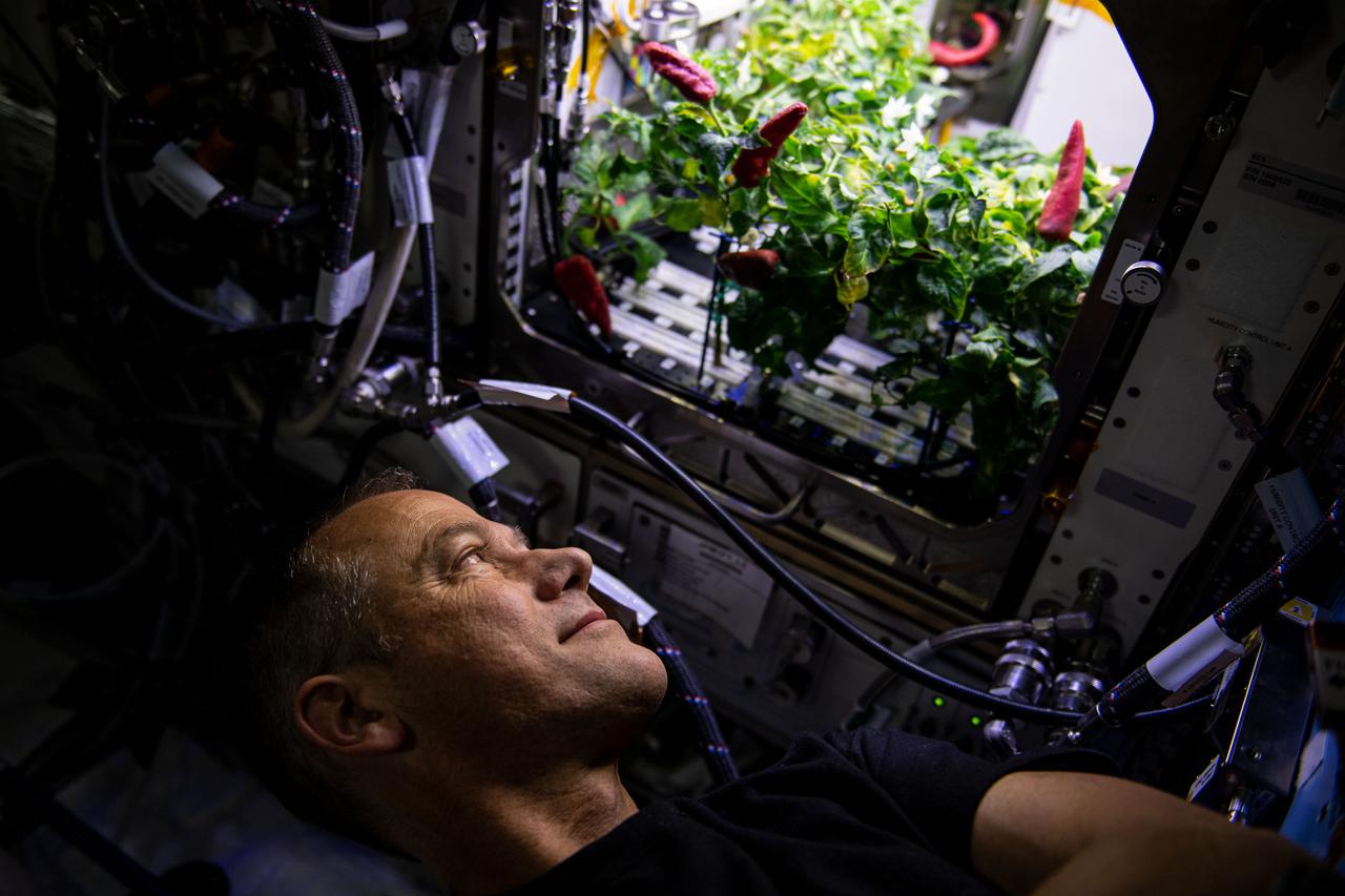 iss066e084304 (November 26, 2021) --- NASA astronaut and Crew-3 member Tom Marshburn looks at chiles growing inside of the Advanced Plant Habitat. Crew-3 performed the second harvest of chiles aboard the International Space Station for the Plant Habitat-04 experiment. This plant experiment, one of the station’s most complex to date because of the long germination and growing times, will add to NASA’s knowledge of growing food crops for long-duration space missions.