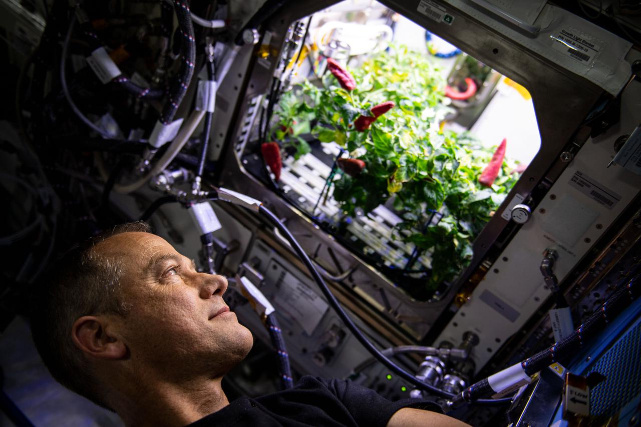iss066e084306 (Nov. 26, 2021) --- NASA astronaut and Expedition 66 Flight Engineer Thomas Marshburn checks out chile peppers growing inside the International Space Station's Advanced Plant Habitat before they were harvested for the Plant Habitat-04 space botany experiment.