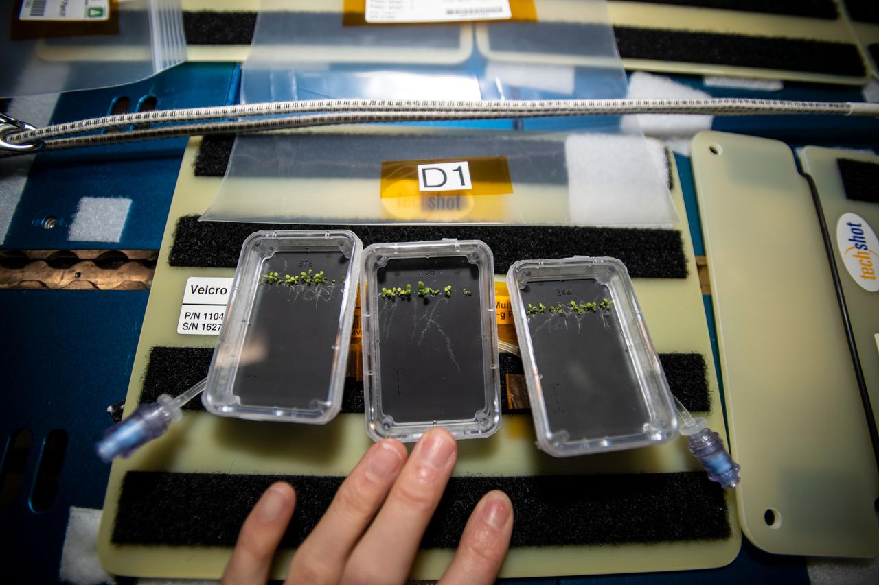 iss066e110861 (1/11/2022) --- A view of the MVP-Plant-01 Petri plates with seedlings. Plant RNA Regulation Redux in Multi-use Variable-gravity Platform (MVP-Plant-01) profiles and monitors shoot and root development in plants in microgravity, in order to understand the molecular mechanisms and regulatory networks behind how plants sense and adapt to changes in their environment