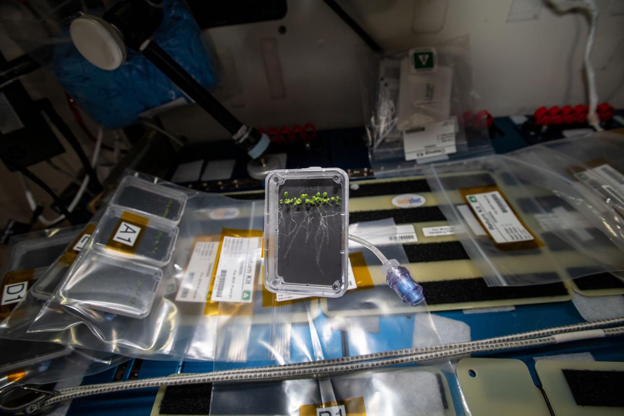 iss066e110890 (1/11/2022) --- A view of the MVP-Plant-01 Petri plates with seedlings. Plant RNA Regulation Redux in Multi-use Variable-gravity Platform (MVP-Plant-01) profiles and monitors shoot and root development in plants in microgravity, in order to understand the molecular mechanisms and regulatory networks behind how plants sense and adapt to changes in their environment
