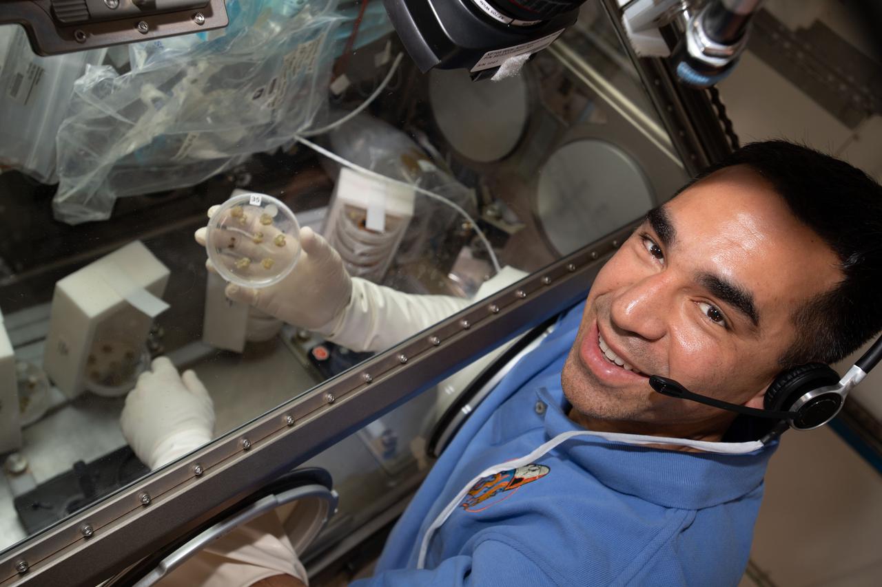 iss066e127275 (Jan. 26, 2022) --- NASA astronaut and Expedition 66 Flight Engineer Raja Chari works inside the Life Science Glovebox and displays cotton cells growing on a petri dish for the Plant Habitat-05 space botany study. The experiment uses the microgravity environment to observe the genetic architecture of plant regeneration.