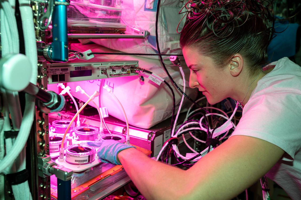 iss066e133016 (Feb. 1, 2022) --- NASA astronaut and Expedition 66 Flight Engineer Kayla Barron checks out plants growing inside the Veggie botany research facility for the Veggie PONDS experiment. The investigation tests ways to grow crops in space to supporting long-term crewed missions to the Moon, Mars and beyond.