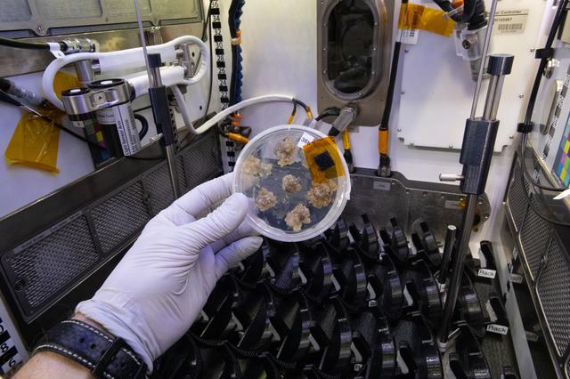 NASA image: iss066e153092