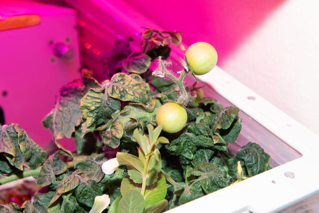 View of the eXposed Root On-Orbit Test System (XROOTS). The plant being grown is presumably a tomato plant.