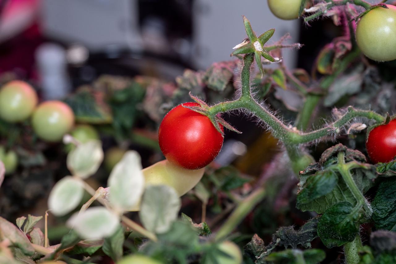 iss068e018681 (Oct. 25, 2022) --- View of tomatoes growing in the eXposed Root On-Orbit Test System (XROOTS) facility. The tomatoes were grown without soil using hydroponic and aeroponic nourishing techniques to demonstrate space agricultural methods to sustain crews on long term space flights farther away from Earth where resupply missions become impossible.