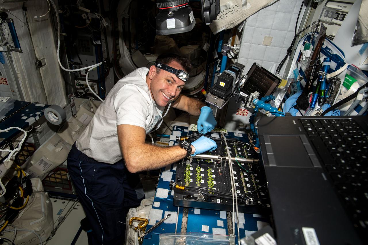 iss068e043103 (Jan. 12, 2023) --- NASA astronaut and Expedition 68 Flight Engineer Josh Cassada tends to thale cress plants growing for the Plant Habitat-03 space botany study that explores how plants genetically adapt to microgravity. Cassada removed the plants from the Advanced Plant Habitat located in the Kibo laboratory module and conducted the research activities in the Harmony module's maintenance work area.