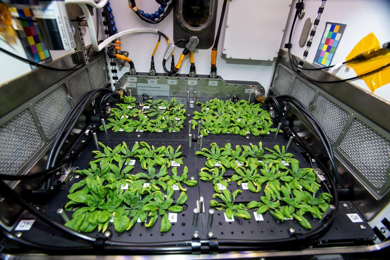 iss068e041971 (1/26/2023) --- Three-week-old Thale cress plants from the Plant Habitat-03 (PH-03) investigation are seen just before a harvest aboard the International Space Station. One leaf was harvested from each of the 48 plants and then preserved before being sent back to Earth for further analysis. The samples are critical to PH-03 as the preserved leaves allow for the transcriptome (gene expression) and methylome (epigenetic modifications) analyses. PH-03 aims to discover whether genetic changes persist through multiple plant generations, a first step in developing plants better suited for future space exploration.