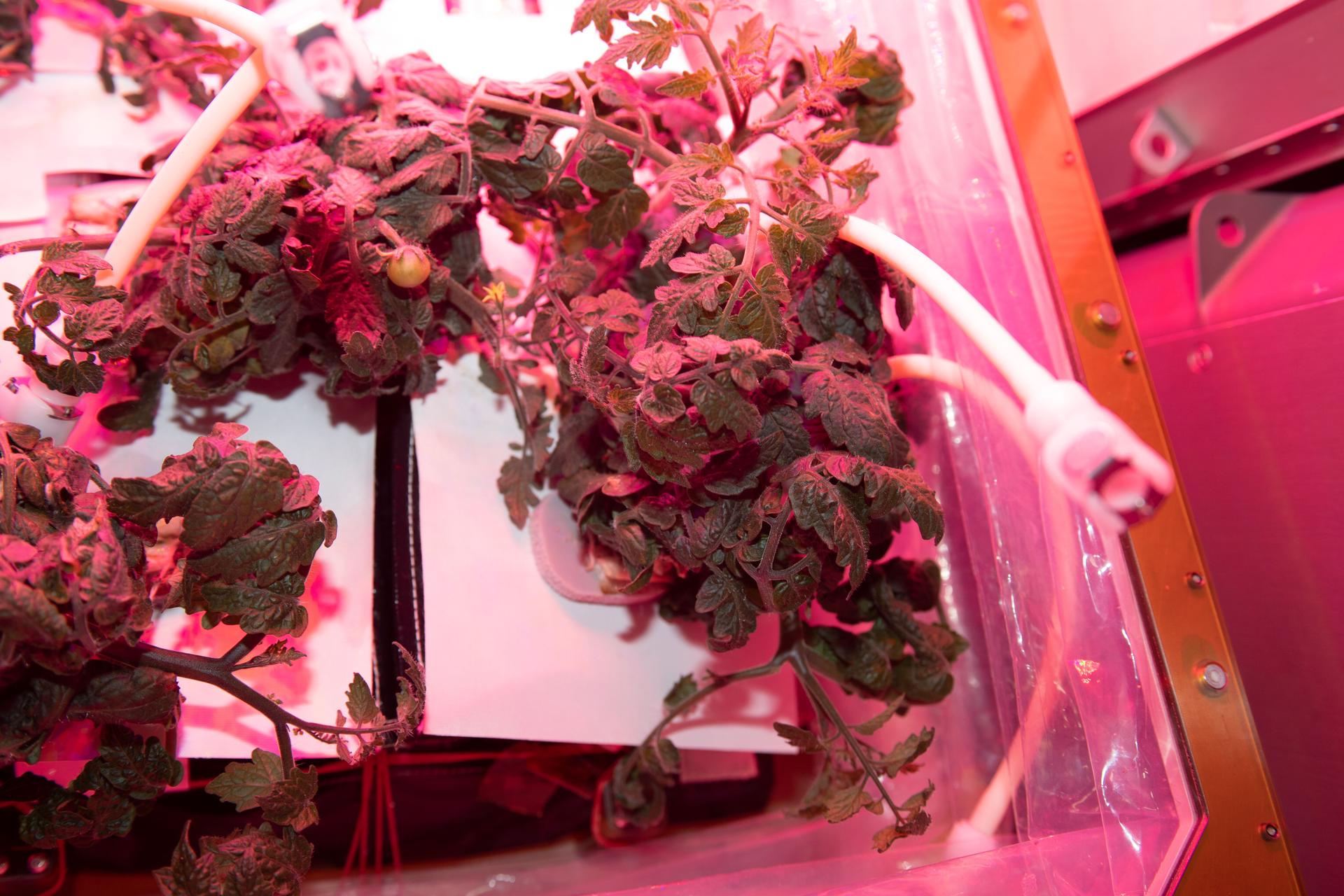 A view of red dwarf tomato plants growing in the Veggie plant growth facility aboard the International Space Station