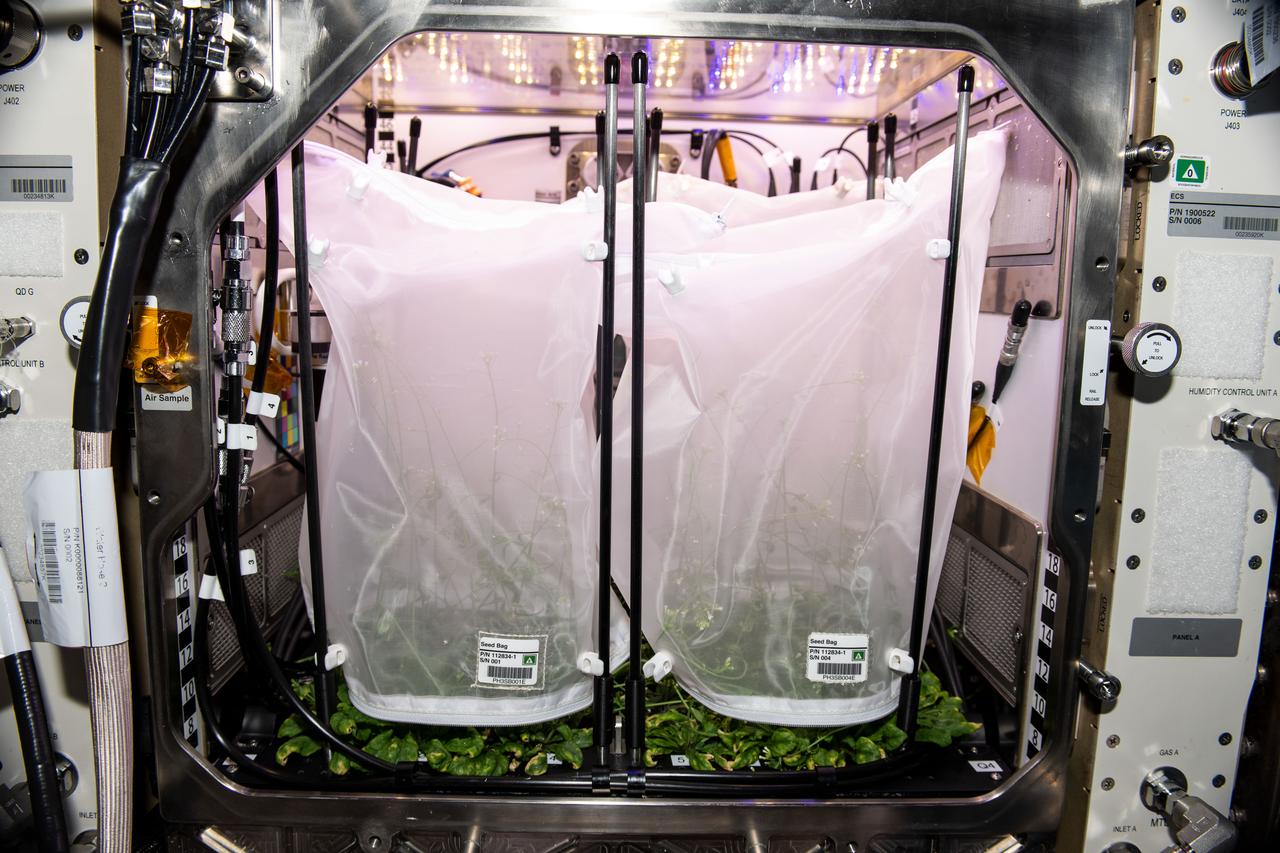 iss068e047055 (2/7/2023) --- Lightweight mesh bags are installed over plant stalks for the Plant Habitat-03 (PH-03) investigation aboard the International Space Station, helping contain them as seeds mature. Astronauts harvest the seed stalks when they mature and begin to dry, preserving them for a return to Earth and further analysis. PH-03 aims to discover whether genetic changes persist through multiple plant generations, a first step in developing plants better suited for future space exploration.
