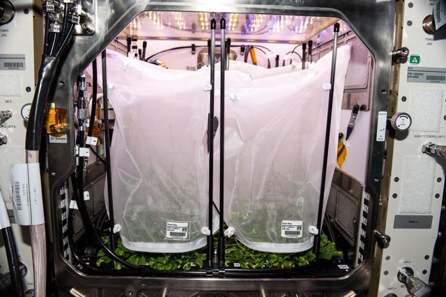 NASA image: iss068e047055