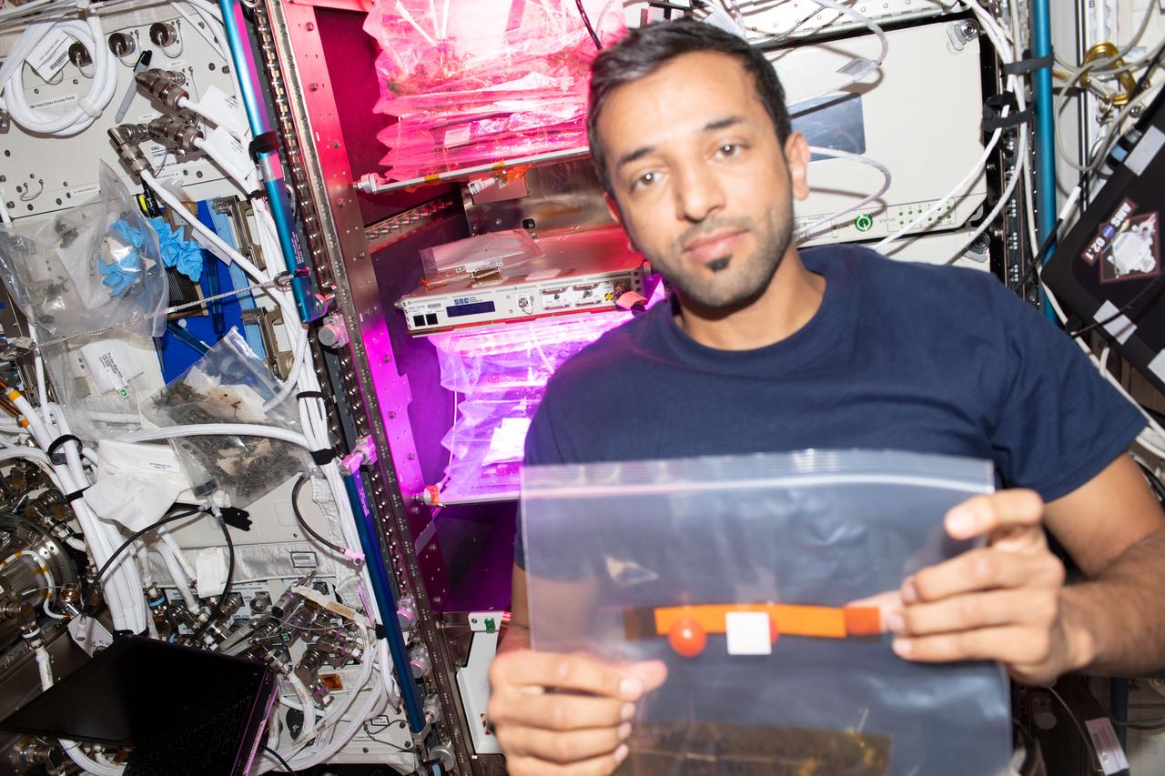 iss068e069016 (March 7, 2023) --- Expedition 68 Flight Engineer Sultan Alneyadi from UAE (United Arab Emirates) harvests tomatoes grown aboard the International Space Station and stows samples in a bag for later analysis as part of the Veg-05 space botany investigation.