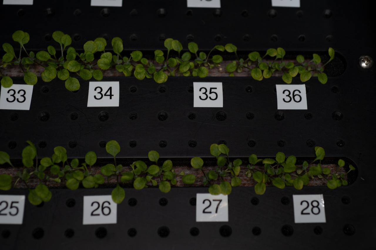 iss069e036842 (July 25, 2023) -- Arabidopsis seedlings grow in Plant Habitat-03, an investigation aboard the International Space Station that assesses if gene adaptations in one generation of plants grown in space can transfer to another.