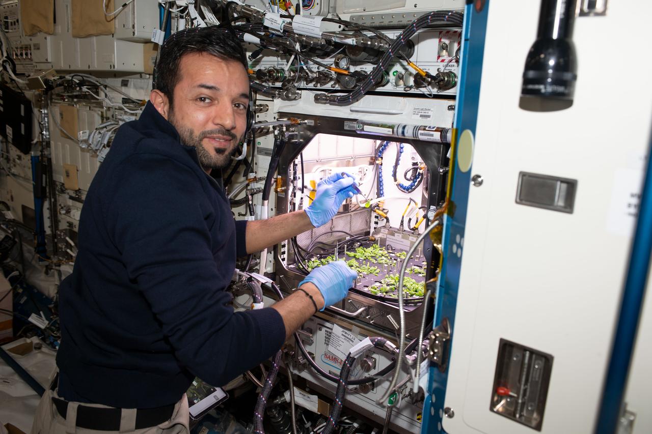 iss069e055101 (Aug. 8, 2023) --- UAE (United Arab Emirates) astronaut and Expedition 69 Flight Engineer Sultan Alneyadi works in the Kibo laboratory module harvesting leaves from thale cress plants that are similar to cabbage and mustard. The Plant Habitat-03 space botany experiment is informing researchers how to grow food and sustain crews on future space missions.