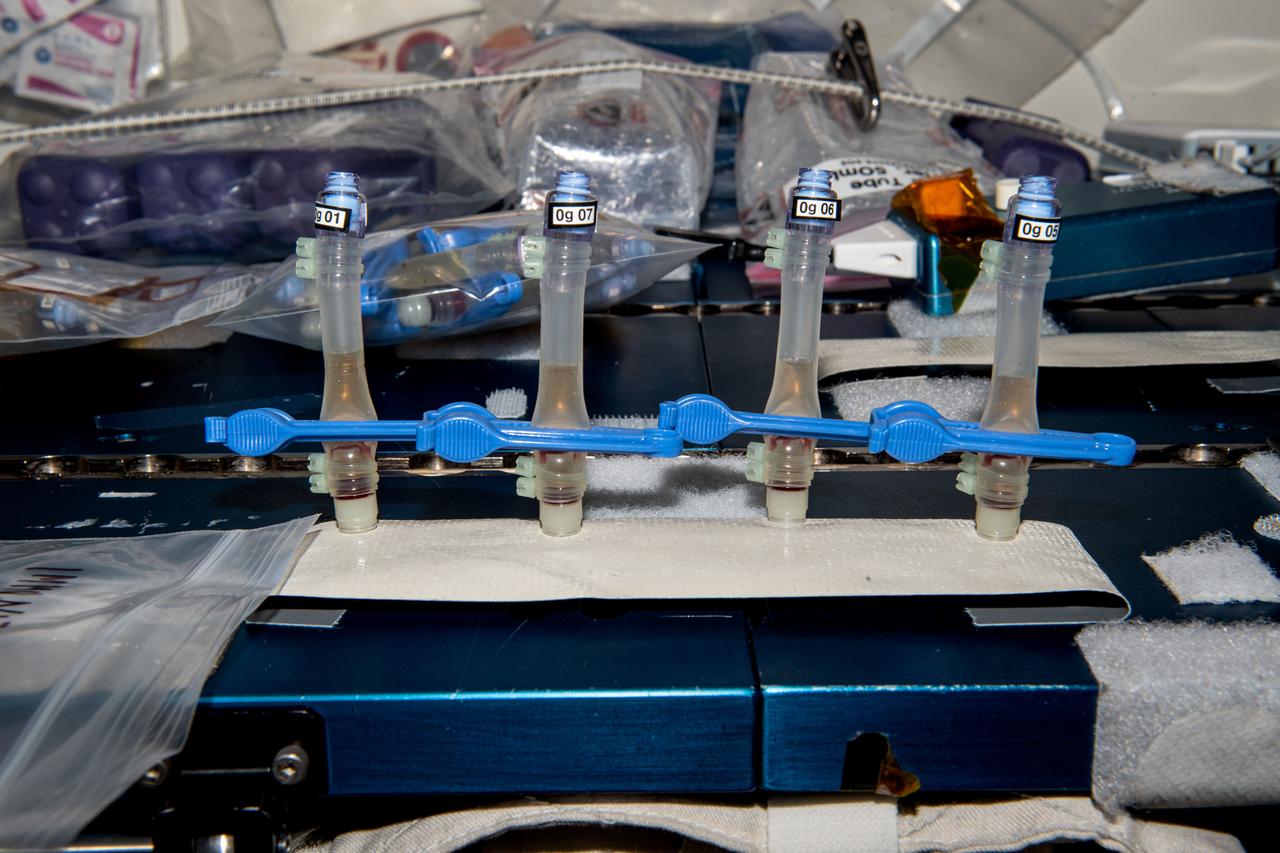 iss069e086233 (9/8/2023) --- A view of sample preparation for centrifuge operations in the Human Research Facility (HRF) centrifuge aboard the International Space Station (ISS). The Monitoring the Cellular Immunity by In Vitro Delayed Type Hypersensitivity (DTH) Assay on the ISS (Immunity Assay) investigation aims to monitor the impact of spaceflight stressors on cellular immune functions in a blood sample, with the help of a functional immune test.