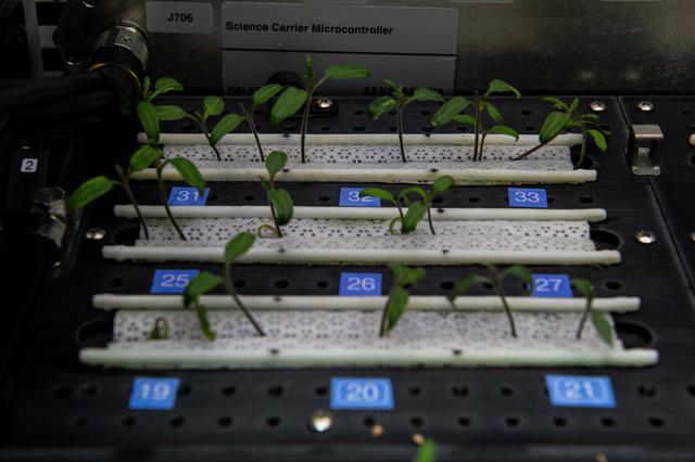 NASA image: Tomato Seedlings Grow in Plant Habitat-06