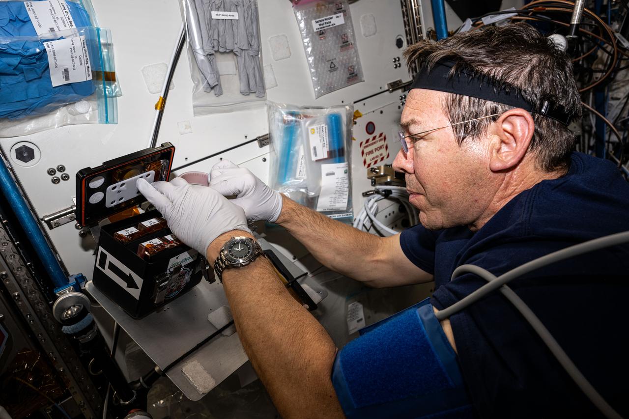 iss070e129569 (March 26, 2024) --- Expedition 70 Flight Engineer and NASA astronaut Mike Barratt processes brain organoid samples inside the BioServe Tissue Chamber. The research work was being done to learn how microgravity affects the central nervous system and develop therapies to counteract neurodegenerative diseases both in space and on Earth.  The Human Brain Organoid Models for Neurodegenerative Disease & Drug Discovery (HBOND) investigation studies 3D neuroglial organoids derived from the induced pluripotent stem cells (IPSCs) of patients with Parkinson’s disease and primary progressive multiple sclerosis. Results may improve understanding of neurodegenerative disease and accelerate the development of new treatments.