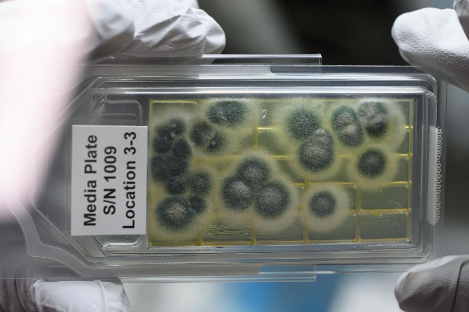 Two hands with white gloves hold a rectangle box filled with black and yellow circles that are samples for a science experiment
