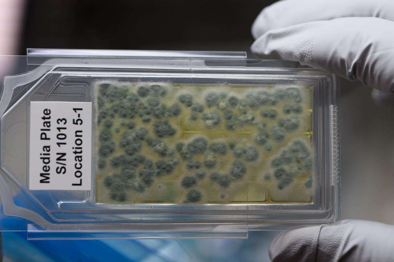 iss071e040194 (4/24/2024) --- A CS-05A: Genomic Enumeration of Antibiotic Resistance in Space (GEARS) sample media plate is shown aboard the International Space Station. The GEARS investigation surveys the space station for antibiotic resistant-organisms. Genetic analysis could show how these bacteria adapt to the space environment, providing knowledge that informs measures to protect astronauts on future long-duration missions.