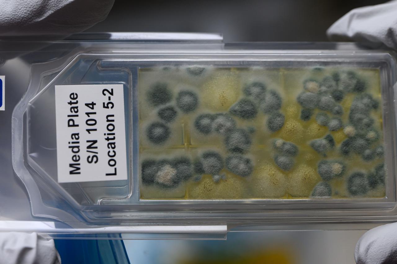 iss071e040200 (4/24/2024) --- A CS-05A: Genomic Enumeration of Antibiotic Resistance in Space (GEARS) sample media plate is shown aboard the International Space Station. The GEARS investigation surveys the space station for antibiotic resistant-organisms. Genetic analysis could show how these bacteria adapt to the space environment, providing knowledge that informs measures to protect astronauts on future long-duration missions.