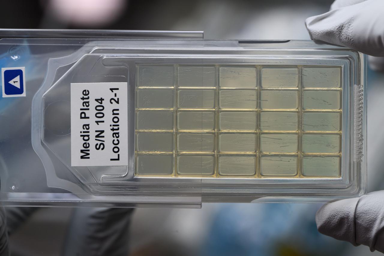 iss071e040230 (4/24/2024) --- A CS-05A: Genomic Enumeration of Antibiotic Resistance in Space (GEARS) sample media plate is shown aboard the International Space Station. The GEARS investigation surveys the space station for antibiotic resistant-organisms. Genetic analysis could show how these bacteria adapt to the space environment, providing knowledge that informs measures to protect astronauts on future long-duration missions.