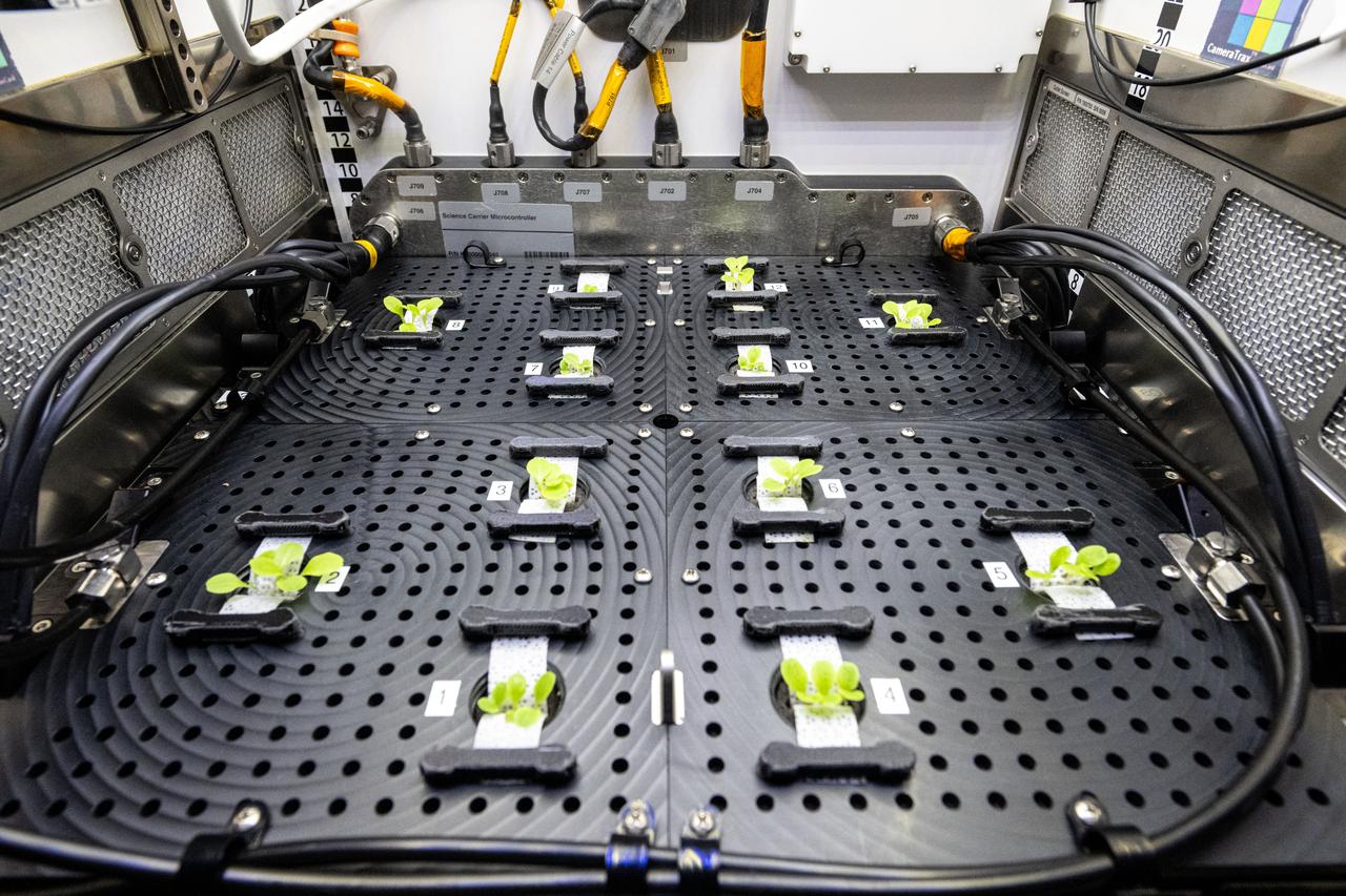 iss072e350731 (12/6/2024) --- The Spaceflight Microbiome of a Food Crop Grown Using Different Substrate Moisture Levels (Plant Habitat-07) investigation grows ‘Outredgeous’ red romaine lettuce aboard the International Space Station’s Advanced Plant Habitat to assess different substrate moisture treatments and their effects on the microbial communities in the plants, roots, and water. This preflight ground image shows ‘Outredgeous’ red romaine lettuce seedlings after thinning on Day 7.