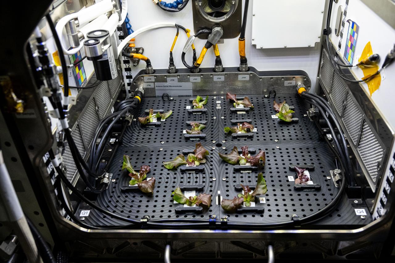 iss072e363510 (12/13/2024) --- The Spaceflight Microbiome of a Food Crop Grown Using Different Substrate Moisture Levels (Plant Habitat-07) investigation grows ‘Outredgeous’ red romaine lettuce aboard the International Space Station’s Advanced Plant Habitat to assess different substrate moisture treatments and their effects on the microbial communities in the plants, roots, and water.