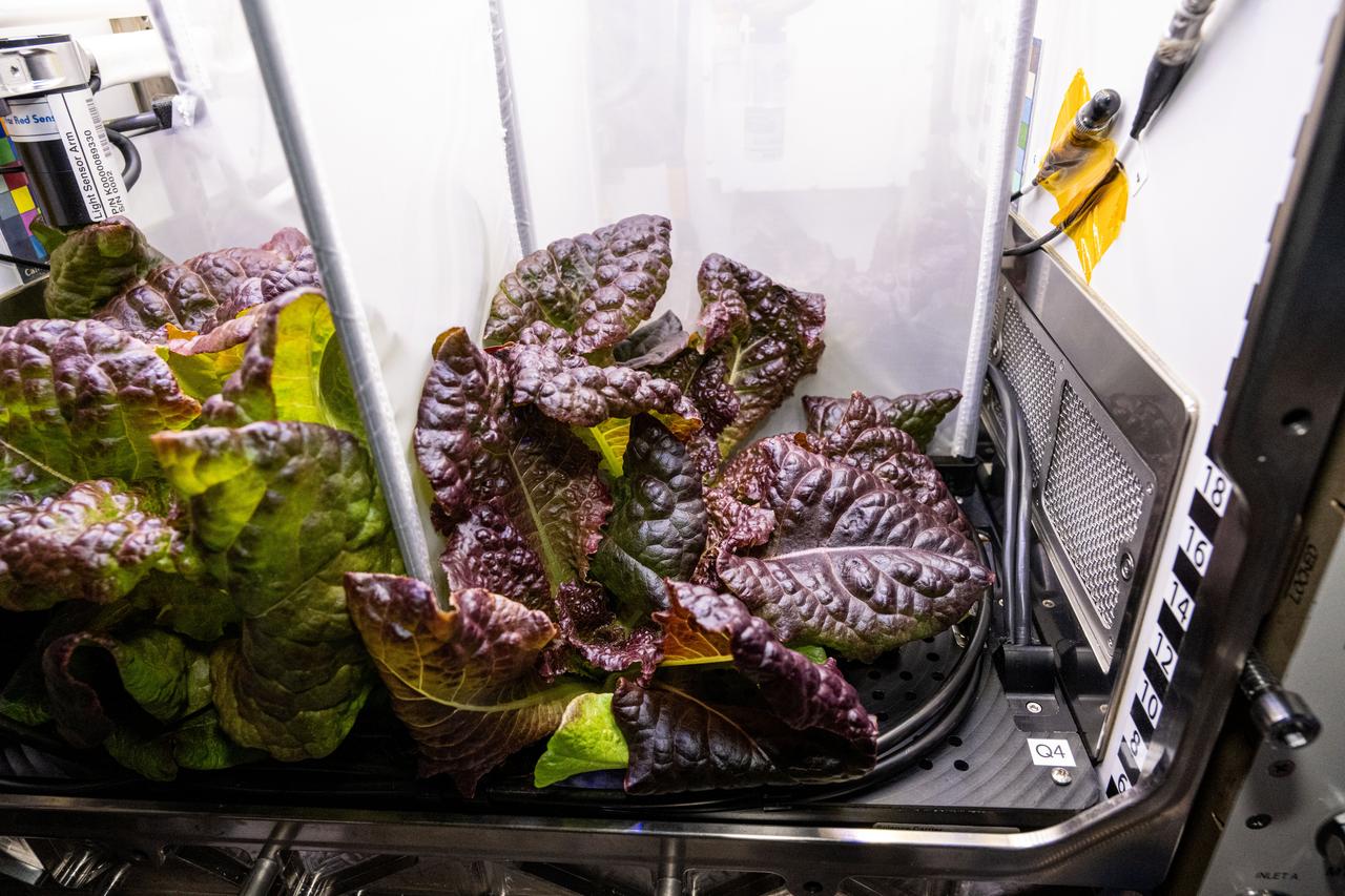 iss072e404269 (Dec. 27, 2024) --- Red Romaine lettuce is pictured growing inside the Kibo laboratory module's Advanced Plant Habitat aboard the International Space Station. The lettuce was being grown for the Plant Habitat-07 space botany investigation that is exploring how plants and their associated communities of microorganisms respond to different levels of water in microgravity. Results could support plant growth and the creation of systems that produce safe and nutritious food for crew members on future space missions.