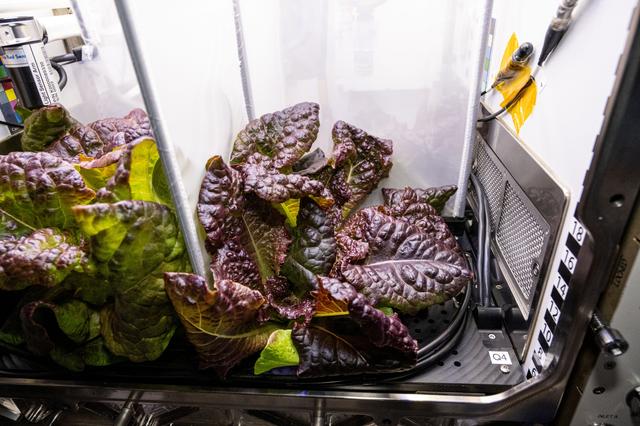 NASA image: Red Romaine lettuce is pictured growing inside the Kibo laboratory module's Advanced Plant Habitat