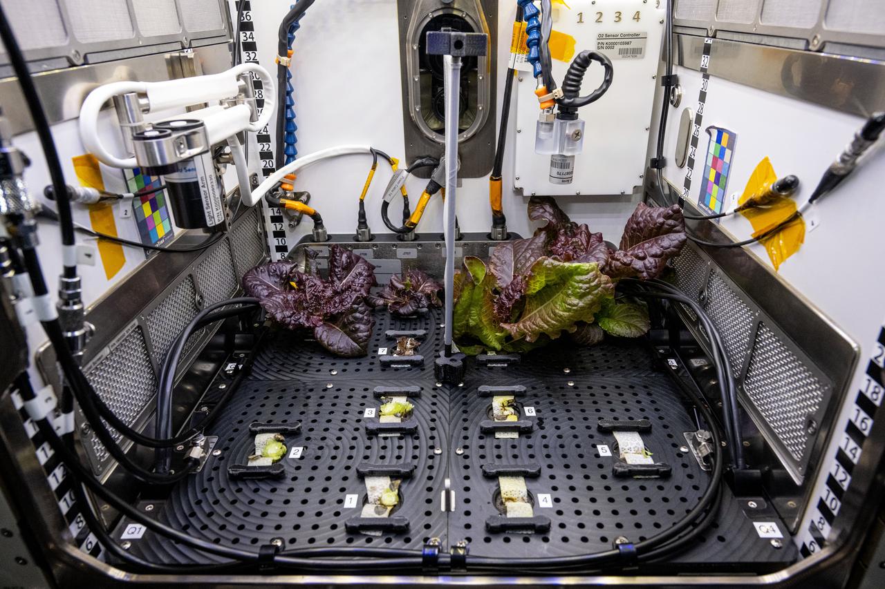 iss072e404277 (12/27/2024) --- The Plant Habitat-07 investigation grows ‘Outredgeous’ Red Romaine Lettuce aboard the Advanced Plant Habitat to assess different substrate moisture treatments and their effects on the microbial communities in the plants, roots, and water.  This image shows lettuce grown with the control (left) and flood (right) moisture treatments prior to harvest on Day 28.