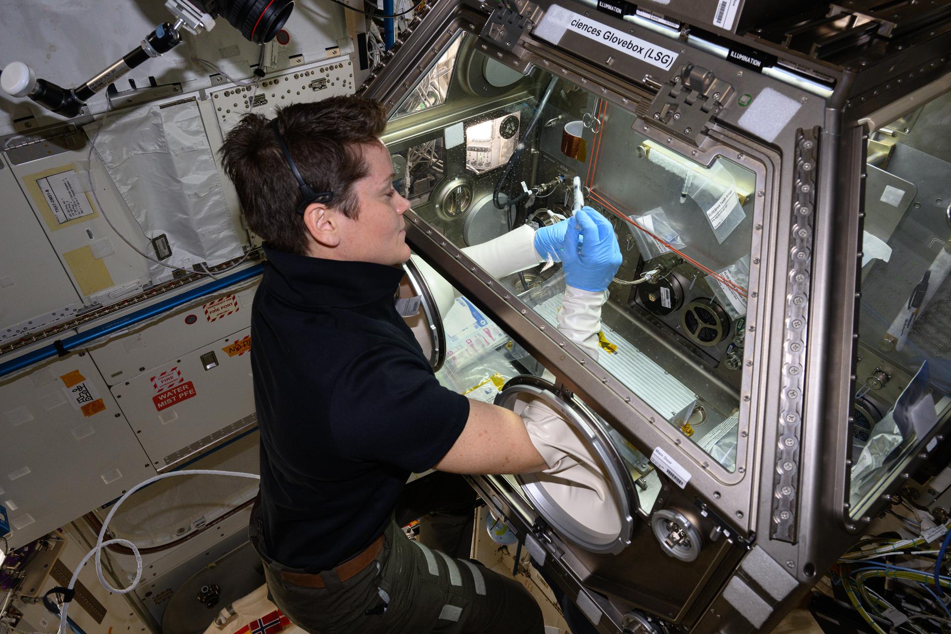 NASA astronaut and Expedition 73 Flight Engineer Anne McClain works in the Kibo laboratory module's Life Sciences Glovebox processing bacteria samples before viewing them inside a 3D imaging microscope called the Extant Life Volumetric Imaging System, or ELVIS. The technology demonstration may enable applications for monitoring water quality, detecting infectious organisms on spacecraft, and researching colloids (suspensions of particles in a liquid) and microorganisms in microgravity.
