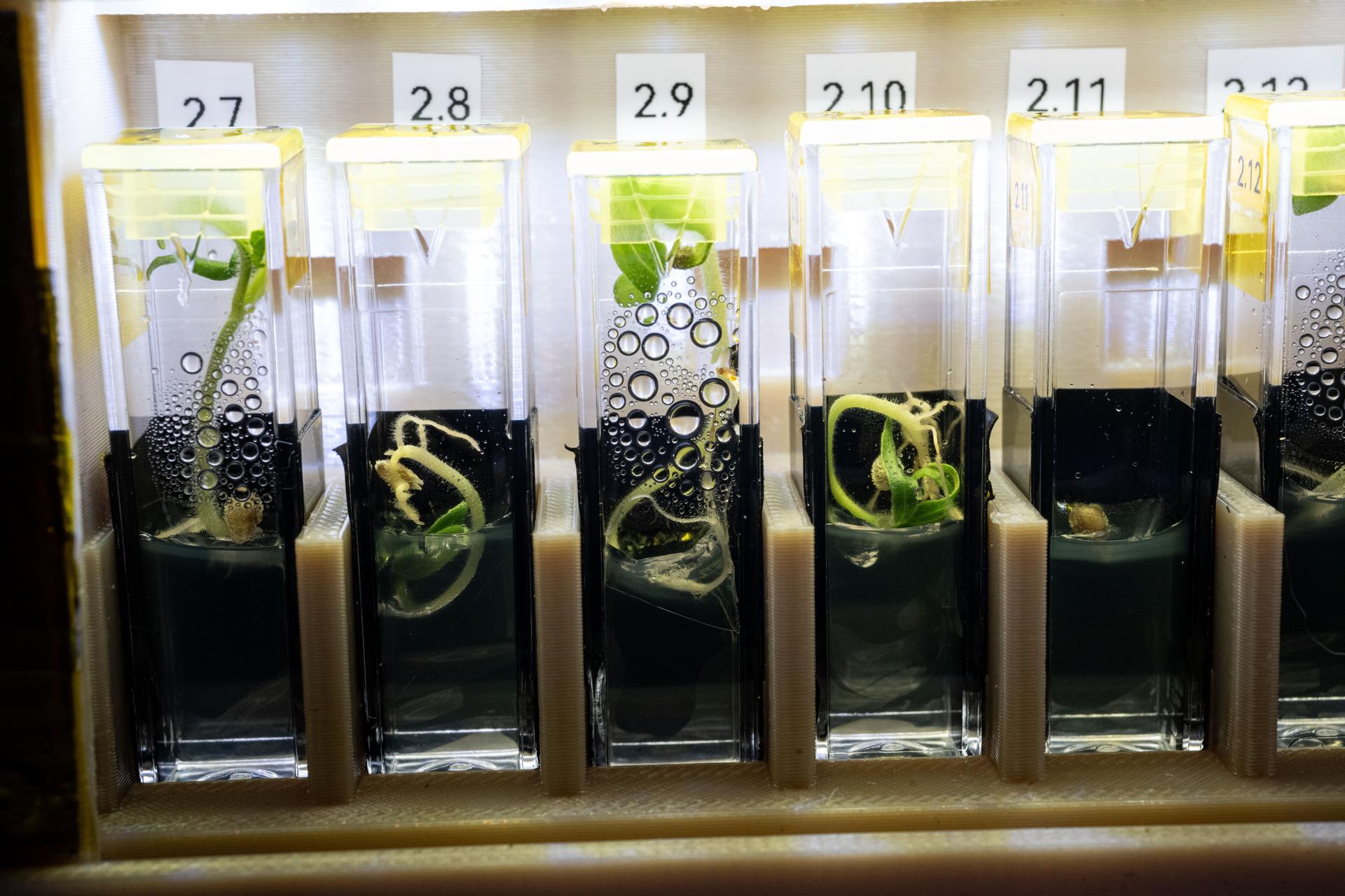 Genetically modified, extemely dwarf tomato plants are pictured growing inside specialized research hardware, called Rhodium BioCuvettes, aboard the International Space Station's Destiny laboratory module. The space botany experiment tests the plants ability to grow without photosynthesis and survive in confined environments in weightlessness potentially supporting crop production on spacecraft.