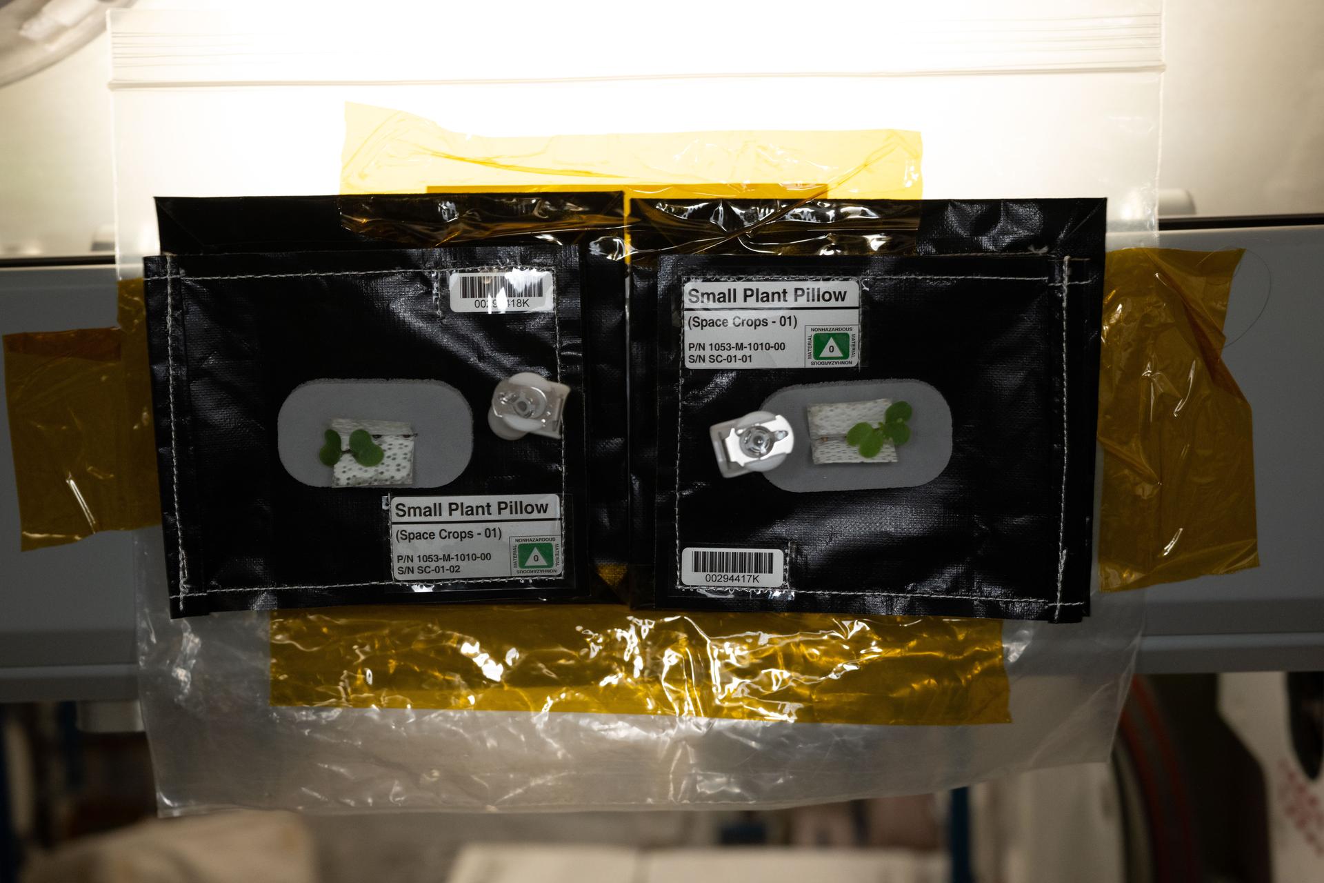 iss074e0814710 (July 29, 2026) --- Tiny plant sprouts in small plant pillows aboard the International Space Station as part of ISSGardens, an investigation that allows astronauts to autonomously grow plants in different locations around the space station. Credit: NASA KSC.