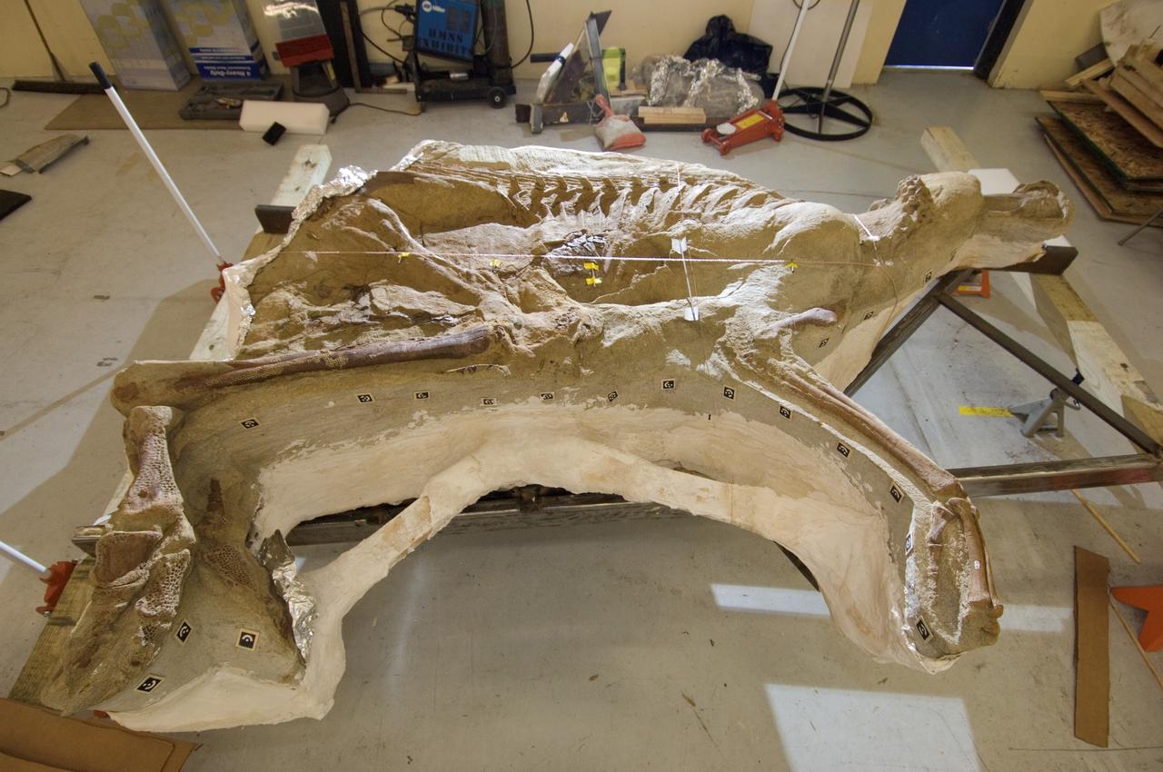 Documentation of NASA's partnership with the Houston Museum of Natural Science and Montana's Great Plains Dinosaur Museum to provide an insulated facility at Ellington Field in which the Leonardo Project Team was able to X-ray Leonardo, a 77 million year old dinosaur fossil.  View of the Brachylophosaurus fossil called Leonardo.