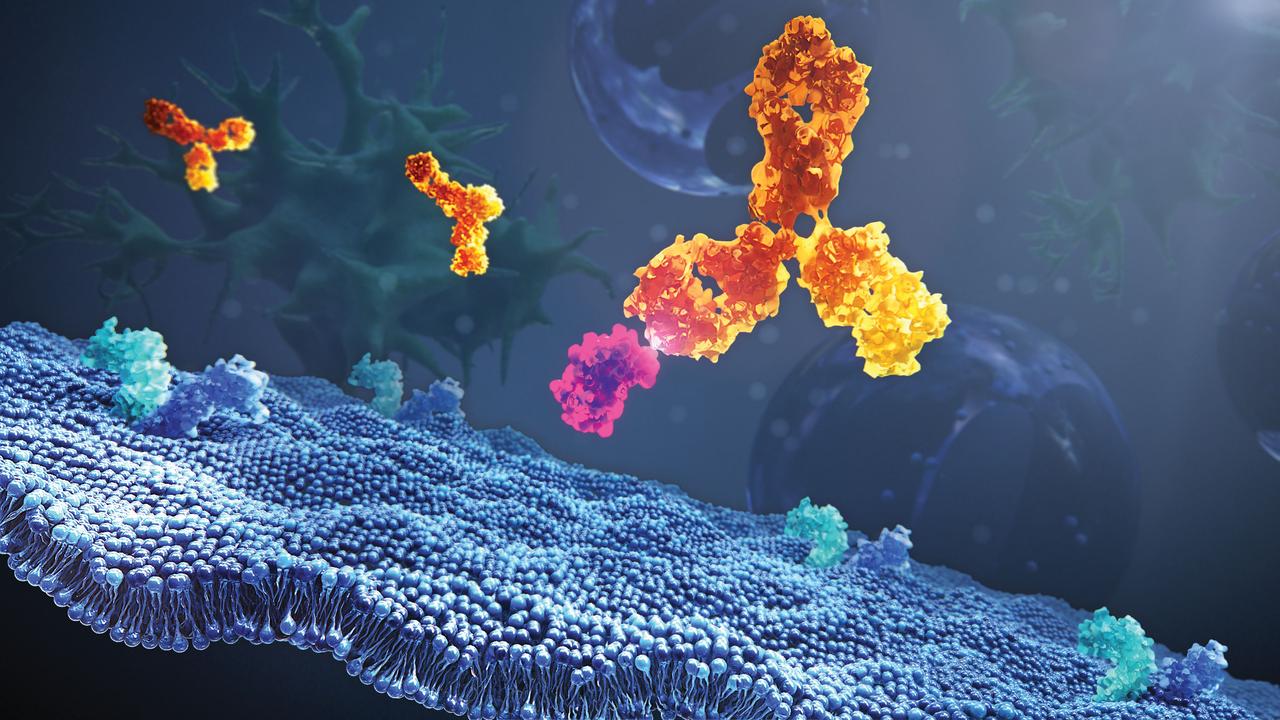 jsc2019e039826 (7/27/2017) --- This preflight image shows a monoclonal antibody binding to a ligand in the inter-cellular space. Monocronal antibodies can fight a wide range of diseases by very selectively binding to their targets, thus leaving healthy tissues and cells intact. Monoclonal Antibody Production and Stability in Microgravity-Formulation Study (CASIS PCG 19) compares the impact of microgravity on antibody formulation stability to stability trends observed on Earth. The study may broaden an understanding of the routes of antibody degradation and, as space travel becomes more common, it may improve knowledge of monoclonal antibody therapeutic stability for treating patients in space environments.