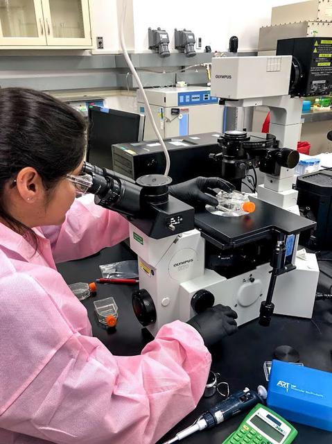 jsc2019e041778 (7/25/2019) --- A view of Dr. Marina Scotti viewing the cells on the microscope for STaARS BioScience-3 experiment. The Spaceflight Effects on Vascular Endothelial and Smooth Muscle Cell Process (STaARS BioScience-3) investigation contributes to a greater understanding of cardiovascular disease (CVD) through the study of transcriptomics of vascular cells. Upon return from spaceflight, crew members often display alterations in their cardiovascular systems, similar to those suffering from CVD. The goal of this work is to elucidate the mechanism of vascular cell damage in the space environment by exposing vascular cells to spaceflight.
