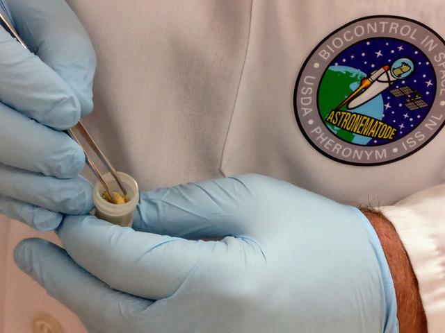 jsc2019e062137 (10/24/2019) --- Loading of the nematodes into the sample tubes. Microgravity Effect on Entomopathogenic Nematodes’ Ability to Find and Kill Insects (Module-85 Pheronym) tests the effects of microgravity on the movement and infection behavior of beneficial nematodes, which are used to control agricultural insect pests. The research looks at whether these nematodes can navigate through soil, infect insects and reproduce in space. It also looks at whether their symbiotic bacteria function normally in microgravity and has any effects on insect host physiology. Image Courtesy of: Fatma Kaplan (PI)