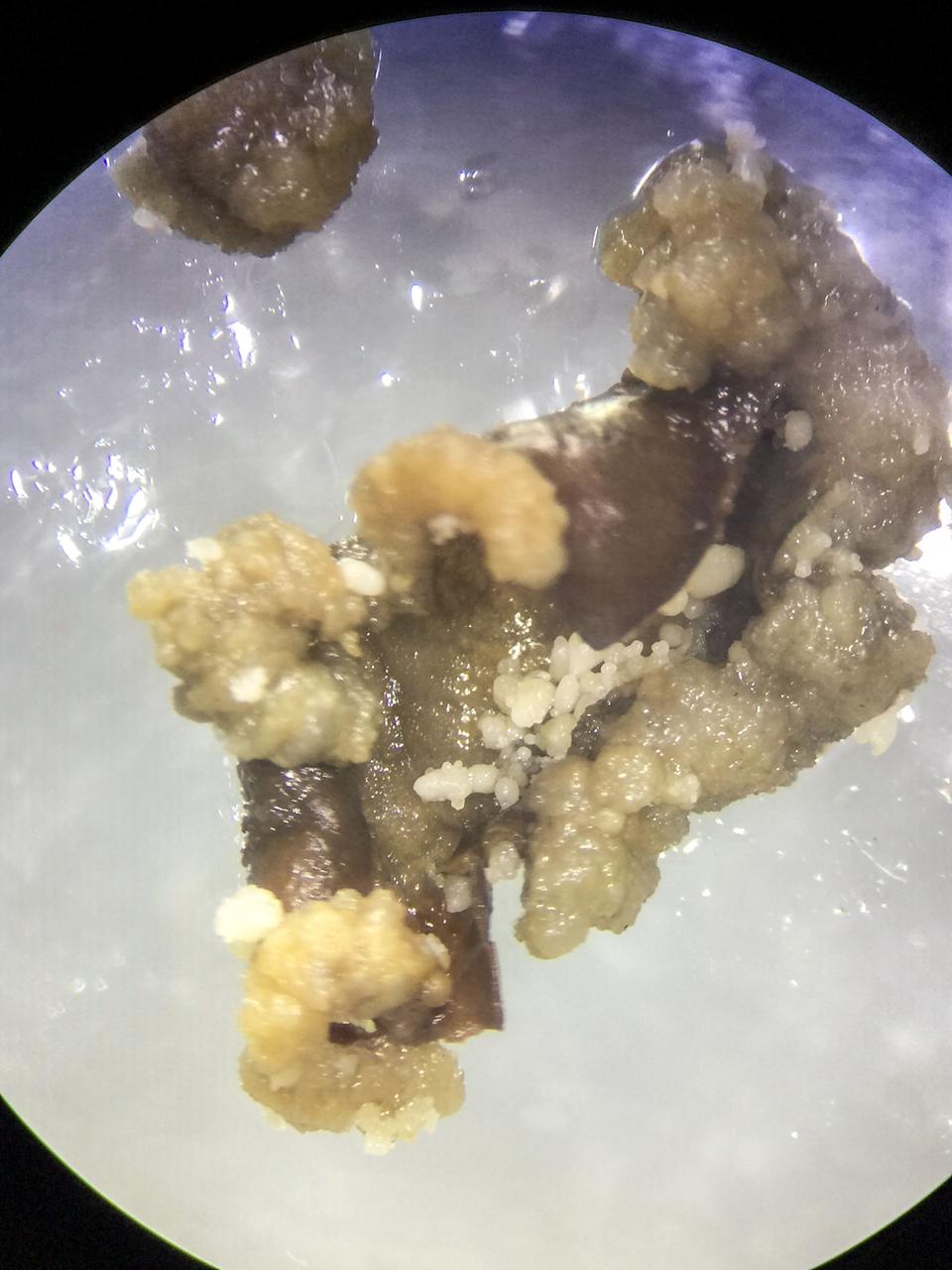 jsc2020e003413 (12/4/2019) --- Preflight imagery of space Cells-01. Space Cells-01 examines gene expression changes and genetic mutations in hemp and coffee plant cells in microgravity. Cell cultures spend approximately one month on the space station then return to Earth for analysis of their physical structure and gene expression and are compared to preflight parameters. Results could help identify new varieties or chemical expressions in the plants and improve understanding of how plants manage the stress of space travel.
