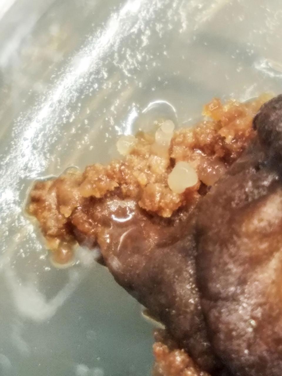 jsc2020e003414 (12/20/2019) --- Preflight imagery of Space Cells-01. Space Cells-01 examines gene expression changes and genetic mutations in hemp and coffee plant cells in microgravity. Cell cultures spend approximately one month on the space station then return to Earth for analysis of their physical structure and gene expression and are compared to preflight parameters. Results could help identify new varieties or chemical expressions in the plants and improve understanding of how plants manage the stress of space travel.