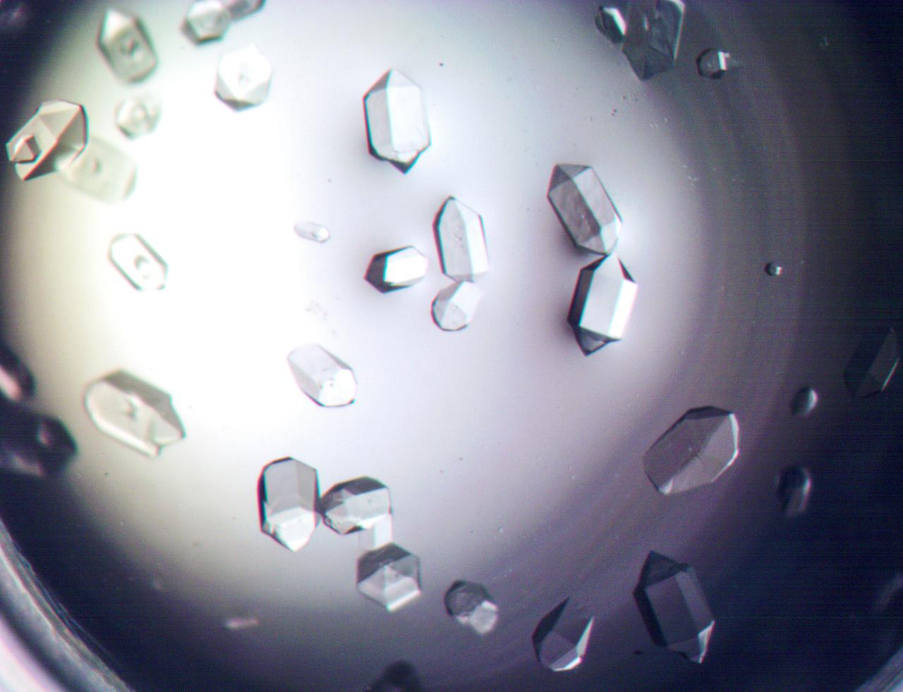 jsc2021e007777 - Aeropyrum pernix Flap Endonuclease-1 (FEN-1) protein crystals are shown grown under Earth gravity conditions. FEN-1 serves as the experimental protein for the Phase II Real-time Protein Crystal Growth on Board the International Space Station (Real-Time Protein Crystal Growth-2) investigation. Image courtesy of University of Toledo.