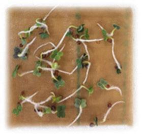 jsc2021e009428 (3/2/2021) --- Materials International Space Station Experiment-14-NASA (MISSE-14-NASA) continues a series of tests by NASA Glenn Research Center on how the harsh environment of space affects the performance and durability of various materials. Example of germination test prior to MISSE-Seed science integration.  Image courtesy of Jeff Richards.