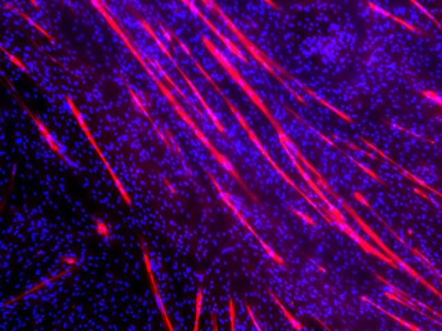 NASA image: Cardinal Muscle - Skeletal muscle myotubes