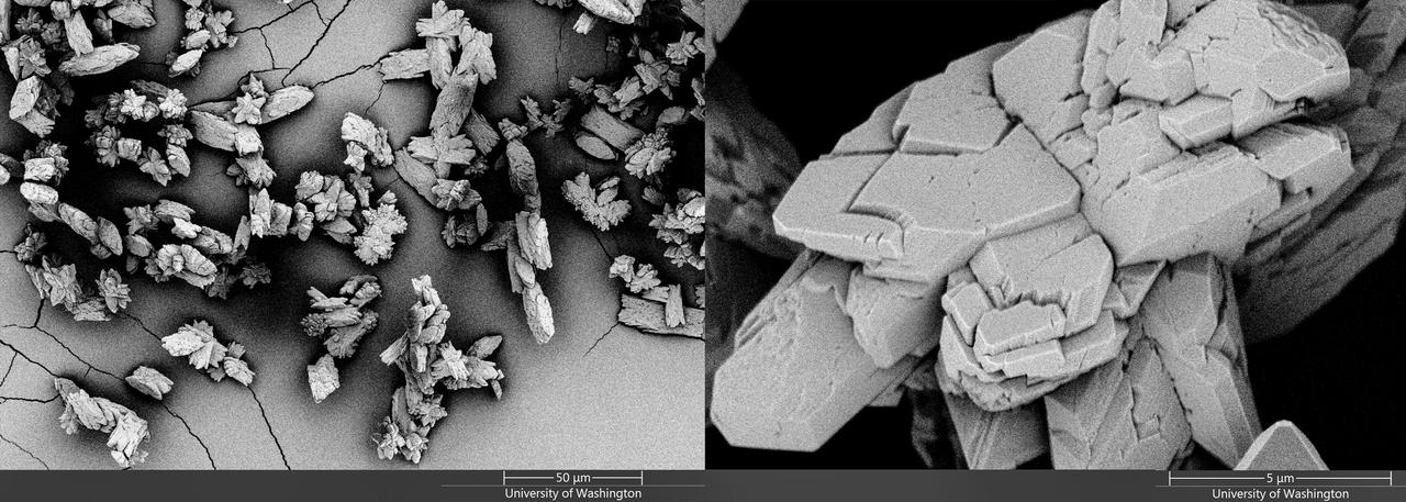 jsc2021e019394 (5/14/2021) --- Scanning Electron Micrograph images of calcium oxalate microcrystals generated at the University of Washington & Kidney Research Institute. Effects of Microgravity on the Structure and Function of Proximal and Distal Tubule MPS (Kidney Cells-02) uses a 3D kidney cell model or chip to study the effects of microgravity on formation of microcrystals in kidney tubules. Image courtesy of Jacelyn Bain (Kelly Lab) & UW Molecular Analysis Facility.