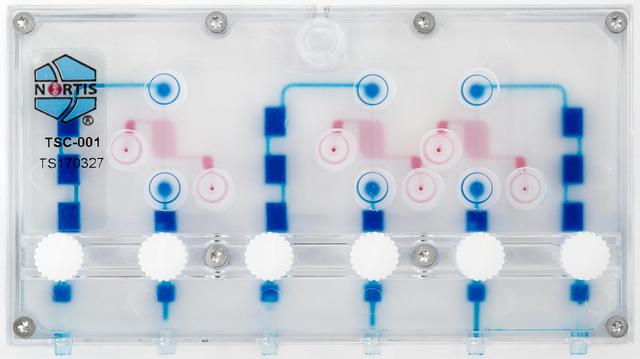 NASA image: Kidney Cells-02