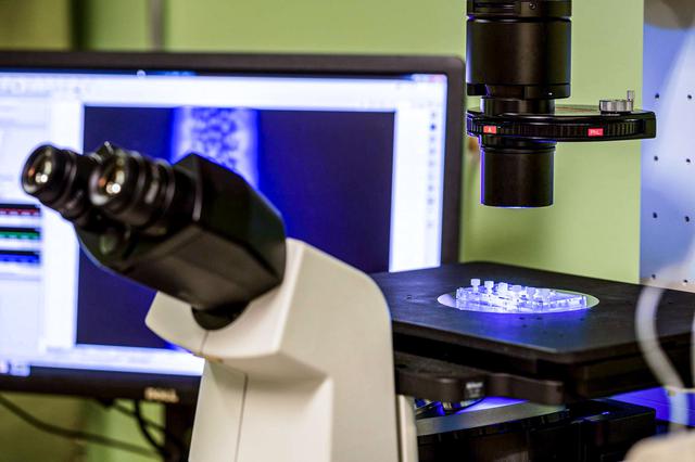 NASA image: Kidney Cells-02