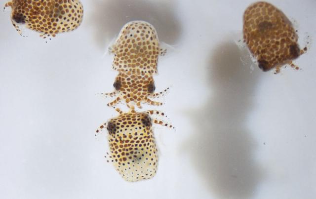 NASA image: ADSEP-UMAMI