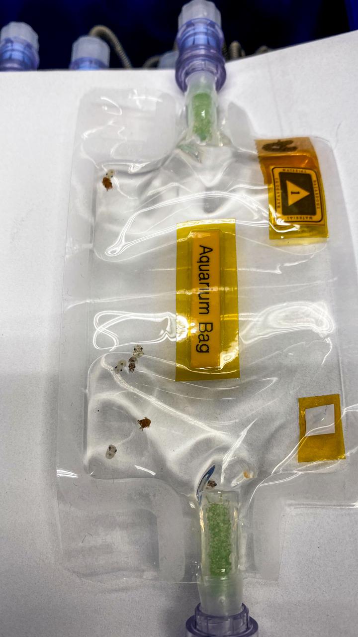 jsc2021e019404 (1/29/2021) --- A preflight close-up image of a single aquarium bag containing eight of the squid paralarvae. The bags are connected to pumps that will inoculate the squid with the luminescent bacteria during the spaceflight.  Understanding of Microgravity on Animal-Microbe Interactions (UMAMI) examines the effects of spaceflight on the molecular and chemical interactions between beneficial microbes and their animal hosts. Image courtesy of Rachel Ormsby.
