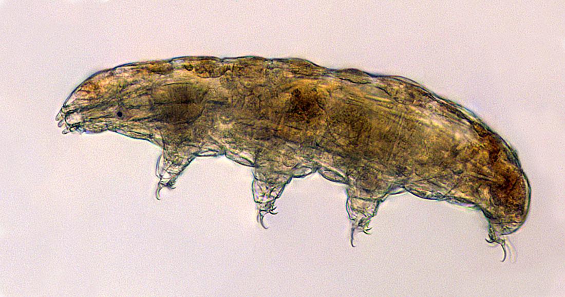 jsc2021e019949 (5/29/2021) --- A preflight light micrograph of a typical terrestrial tardigrade of the Milnesium genus seen at 40X magnification. The objective of the Using Water Bears to Identify Biological Countermeasures to Stress during Multigenerational (Cell Science-04) investigation is to characterize the molecular biology of short term and multigenerational survival in the space environment by identifying genes that are required for adaptation and survival in high stress environments. Image courtesy of Boothby Lab.