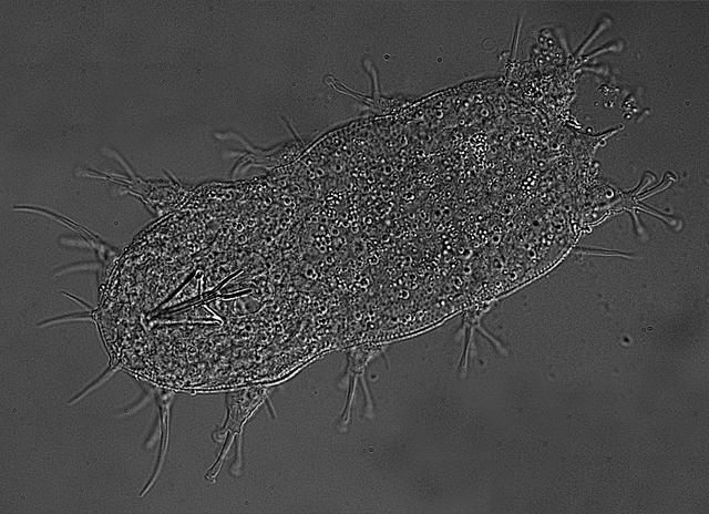 jsc2021e019950 (4/25/2014) --- A preflight photo of a marine tardigrade imaged at 40X magnification on a light microscope. The objective of the Using Water Bears to Identify Biological Countermeasures to Stress during Multigenerational (Cell Science-04) investigation is to characterize the molecular biology of short term and multigenerational survival in the space environment by identifying genes that are required for adaptation and survival in high stress environments. Image courtesy of Boothby Lab.